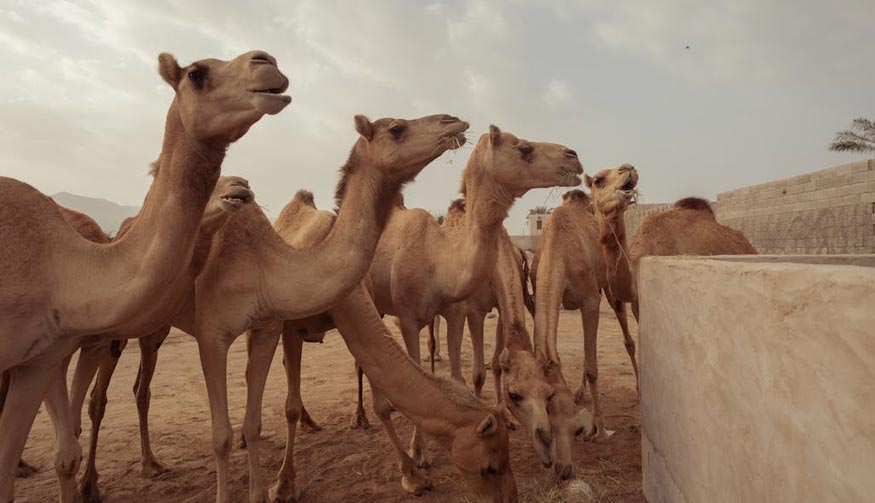 8 Days Jaipur Bikaner Jaisalmer Jodhpur Udaipur Tour