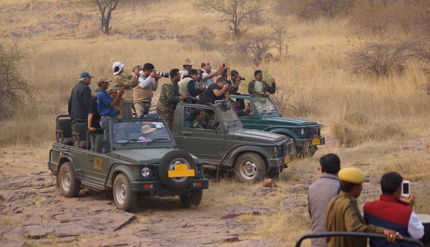 Morning Safari – Ranthambore Wildlife Adventure