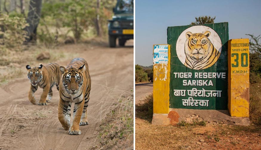 3 Day Sariska Jaipur Tour from Delhi